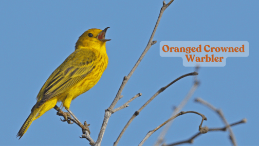 Orange Crowned Warbler